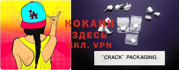сатива Новозыбков