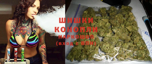 сатива Новозыбков